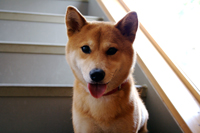 柴犬こゆきちゃん
