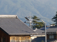 20080506_biwako_06_00.jpg
